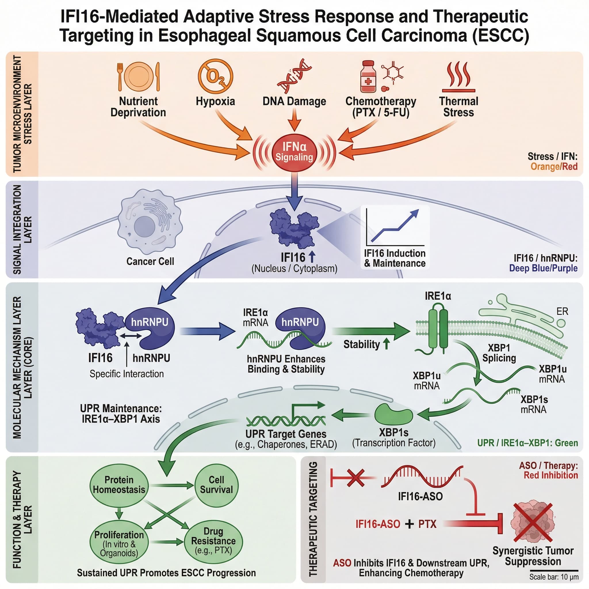 複数のストレス条件下において、古典的なIFN誘導遺伝子でありDNAストレス感知分子であるIFI16は、食道扁平上皮癌(ESCC)細胞において持続的に誘導され、高い発現レベルを維持する。IFI16は、栄養欠乏、DNA損傷、低酸素、化学療法薬、熱ストレスなど、様々な刺激に応答する。そのタンパク質レベルは、異なるストレスモデル間で一貫して上方制御されており、広範囲スペクトルのストレス応答分子としての特徴を示している。
機能的には、IFI16の持続的な高発現は、ESCCにおいて重要な腫瘍促進的な役割を果たす。IFI16は、RNA結合タンパク質hnRNPUと特異的に相互作用し、hnRNPUのIRE1α mRNAへの結合親和性を高め、それによってIRE1α mRNAの安定性を高め、IRE1α–XBP1シグナル伝達軸の持続的な活性化を維持する。この軸は、小胞体ストレス応答(UPR)の重要な分岐点であり、腫瘍細胞がストレスによって誘導されるタンパク質フォールディングの負担に対処し、タンパク質恒常性を維持し、細胞生存を促進する能力において中心的な役割を果たす。
IFI16をノックダウンまたは阻害すると、IRE1α mRNAの安定性が著しく低下し、IRE1α–XBP1シグナル伝達軸の機能不全を引き起こす。これにより、小胞体における未折畳みタンパク質の異常な蓄積が生じ、細胞内タンパク質恒常性が破壊され、細胞死が誘導され、ESCC細胞のin vitroでの増殖、オルガノイドの成長、およびin vivoでの腫瘍形成が著しく阻害される。
治療レベルでは、IFI16の発現はパクリタキセル耐性食道癌細胞においてさらに上昇しており、化学療法関連のストレス適応および薬剤耐性への関与を示唆している。IFI16を標的とするアンチセンスオリゴヌクレオチド(ASO)は、IFI16およびその下流のIRE1α–XBP1シグナル伝達経路を効果的に阻害し、腫瘍細胞の成長を著しく阻害し、薬剤耐性の背景において、パクリタキセルの抗腫瘍効果を著しく増強し、相乗的な抗腫瘍効果を示す。
図の説明(上から下へ4段階):
腫瘍微小環境ストレス層:
栄養欠乏
低酸素
DNA損傷
化学療法(PTX / 5-FU)
→ IFNαシグナル伝達への矢印
シグナル統合層:
IFNαシグナル伝達
IFI16 ↑(核/細胞内)
分子メカニズム層(コア):
IFI16 ↔ hnRNPU
hnRNPU → IRE1α mRNAを安定化
IRE1α → XBP1スプライシング → UPR維持
機能と治療層:
タンパク質恒常性、細胞生存/増殖/耐性
IFI16-ASO ⊣ IFI16
IFI16-ASO + PTX → 相乗的な腫瘍抑制
色のロジック:
ストレス/IFN:オレンジまたは赤
IFI16/hnRNPU:濃い青または紫
UPR/IRE1α–XBP1:緑
ASO/治療:赤い阻害線
線のロジック:
活性化:実線矢印
安定性向上:矢印