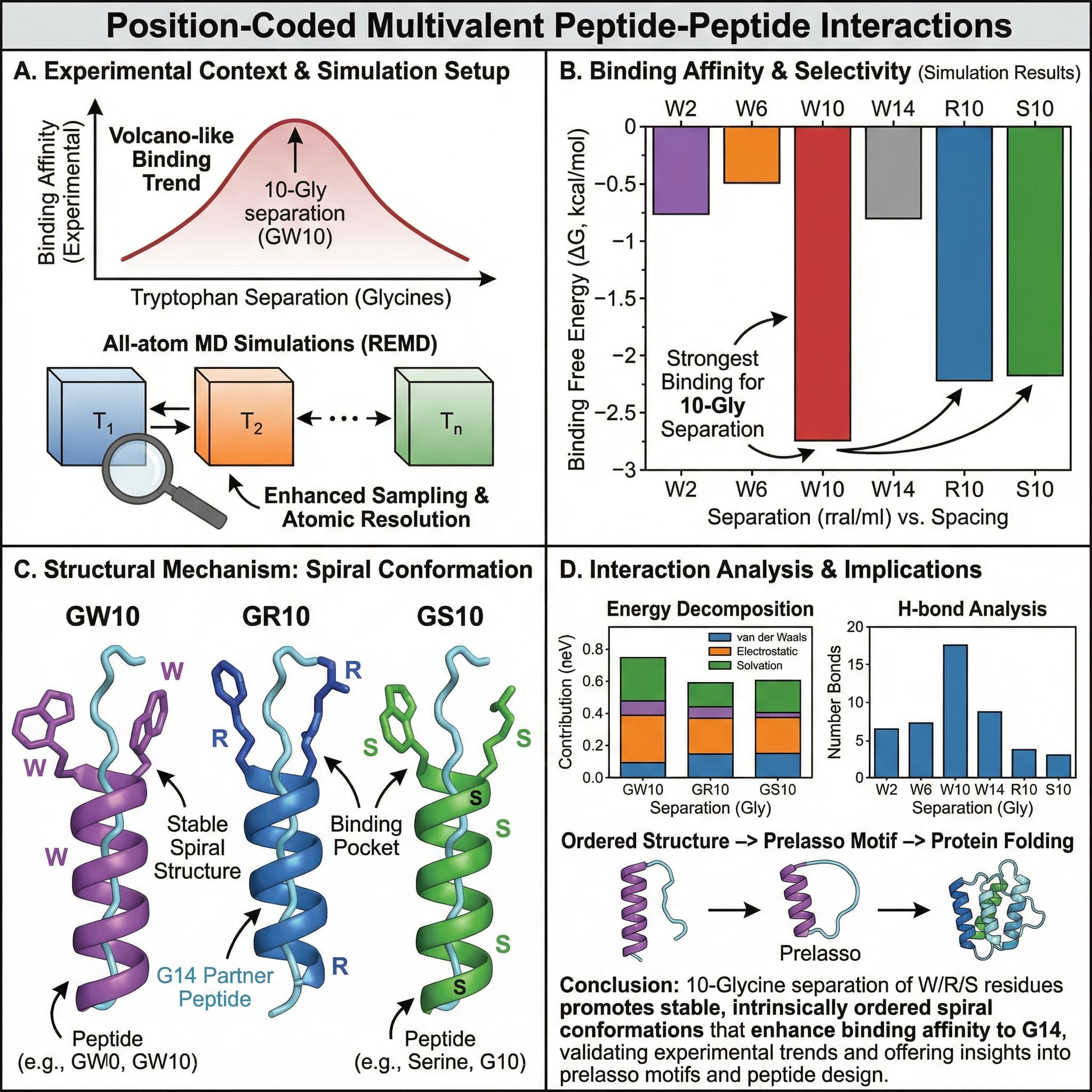 Prior experimental investigations into position-coded multivalent peptide-peptide interactions have shown that the placement of two tryptophan residues at different locations within a 14-mer intrinsically disordered polyglycine (GW) peptide significantly impacts its binding affinity and selectivity for a partner homoglycine (G14) peptide. However, these studies lacked atomic-level resolution and could not fully explain the structural mechanisms responsible for the observed volcano-like binding trend. To overcome this limitation, we conducted all-atom molecular dynamics (MD) simulations, employing enhanced sampling via replica exchange molecular dynamics (REMD), to examine how tryptophan spacing affects binding behavior. Our findings indicate that peptides with a 10-glycine separation between the two tryptophans (GW10) exhibit the highest binding affinity to G14, which aligns with experimental data and validates our simulation methodology. Specifically, GW10, along with related arginine and serine variants (GR10 and GS)