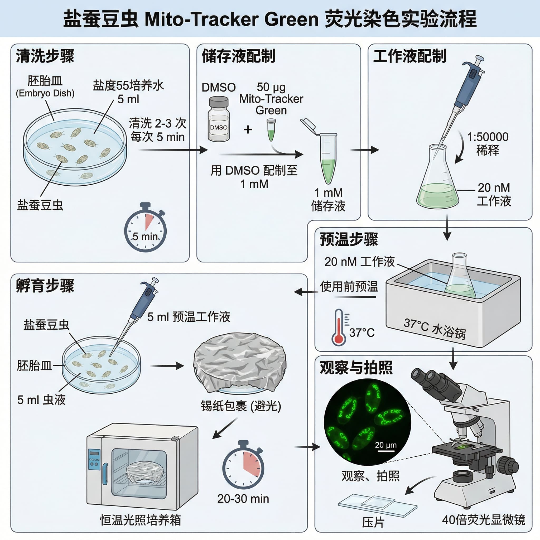 染色前に、ブラインシュリンプを塩分濃度55の培養水5 mlが入ったペトリ皿で2〜3回、各回5分間洗浄した。Mito-Tracker GreenはDMSOを用いて最終濃度1 mMとなるように調製し、これをストック溶液とした。調製したストック溶液を1:50000の割合で混合し、20 nMのワーキング溶液を調製した。ワーキング溶液は使用前に37℃のウォーターバスで予熱した。予熱したワーキング溶液5 mlを採取し、ペトリ皿内のブラインシュリンプと混合し、よく混ぜた。ペトリ皿をアルミホイルで包み(遮光)、恒温光インキュベーターで20〜30分間インキュベートした。その後、各ブラインシュリンプを細胞が潰れないように注意しながら圧搾し、40倍の蛍光顕微鏡下で観察・撮影した。