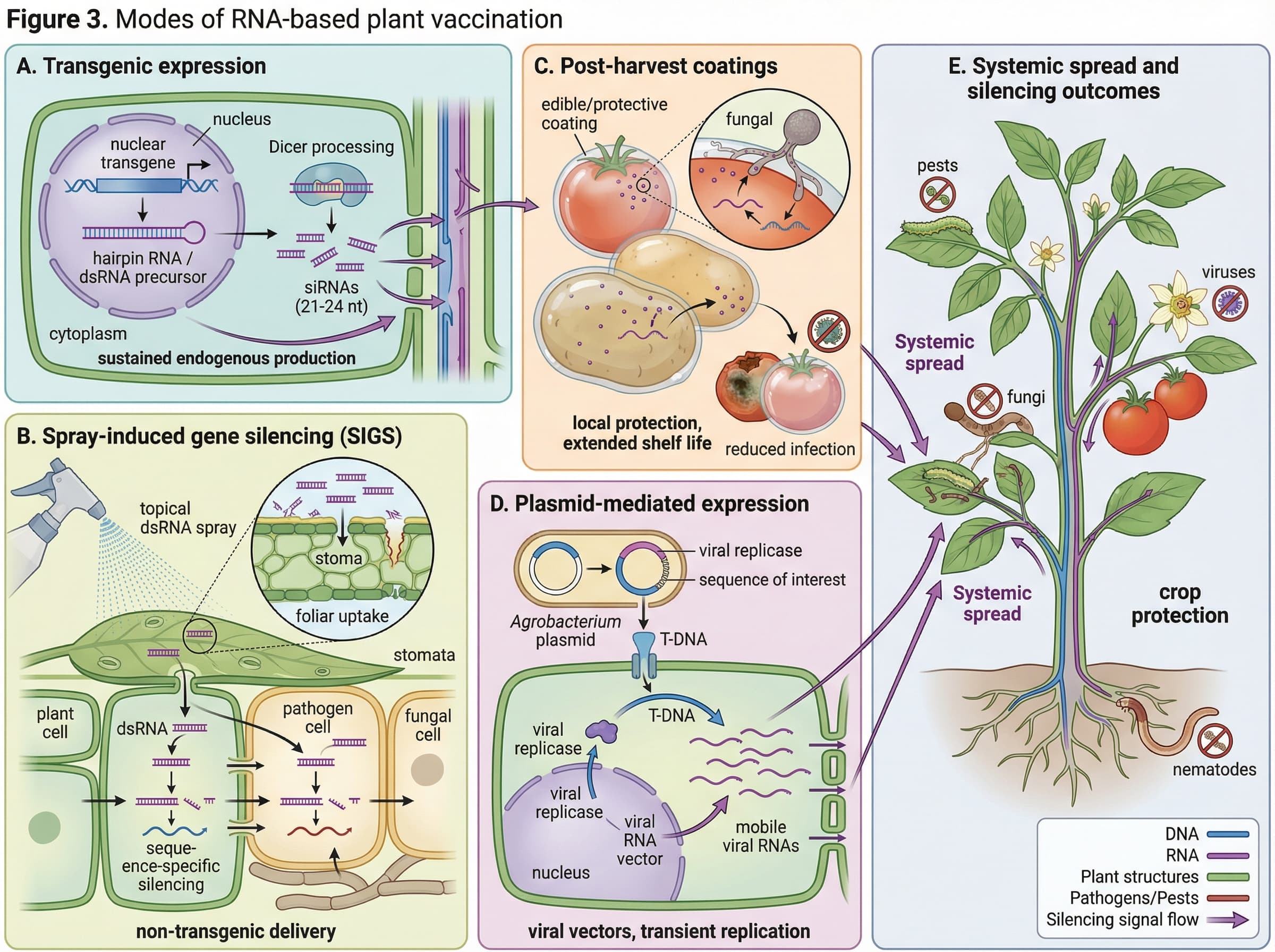 biomedical scientific illustration: Comparative schematic of major delivery methods for RNA-based plant vaccination and their shared downstream silencing outcome.