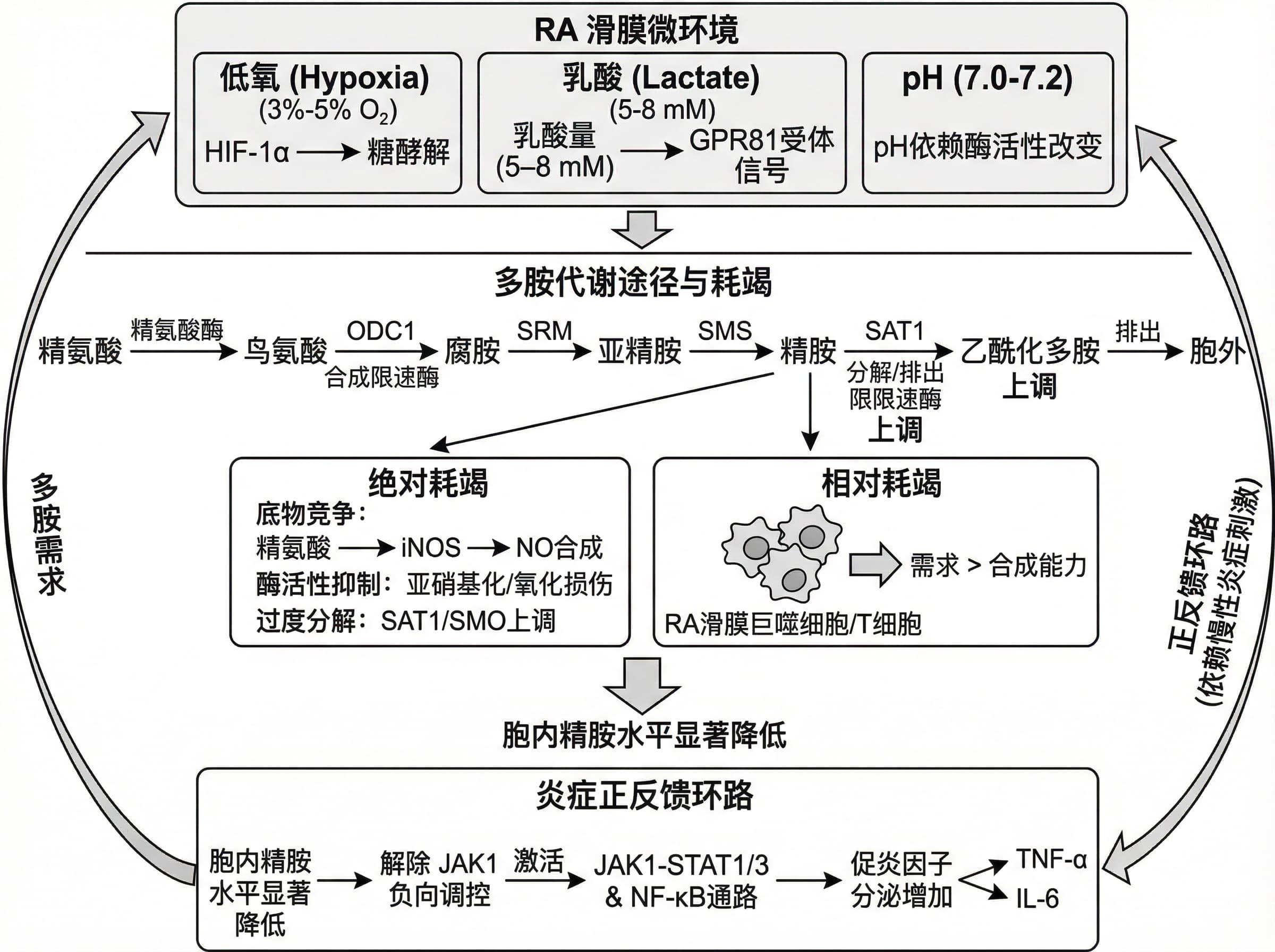Illustrations de biologie cellulaire par IA : voies de signalisation, mécanismes moléculaires et schémas expérimentaux Illustrations de biologie cellulaire par IA : voies de signalisation, mécanismes moléculaires et schémas expérimentaux