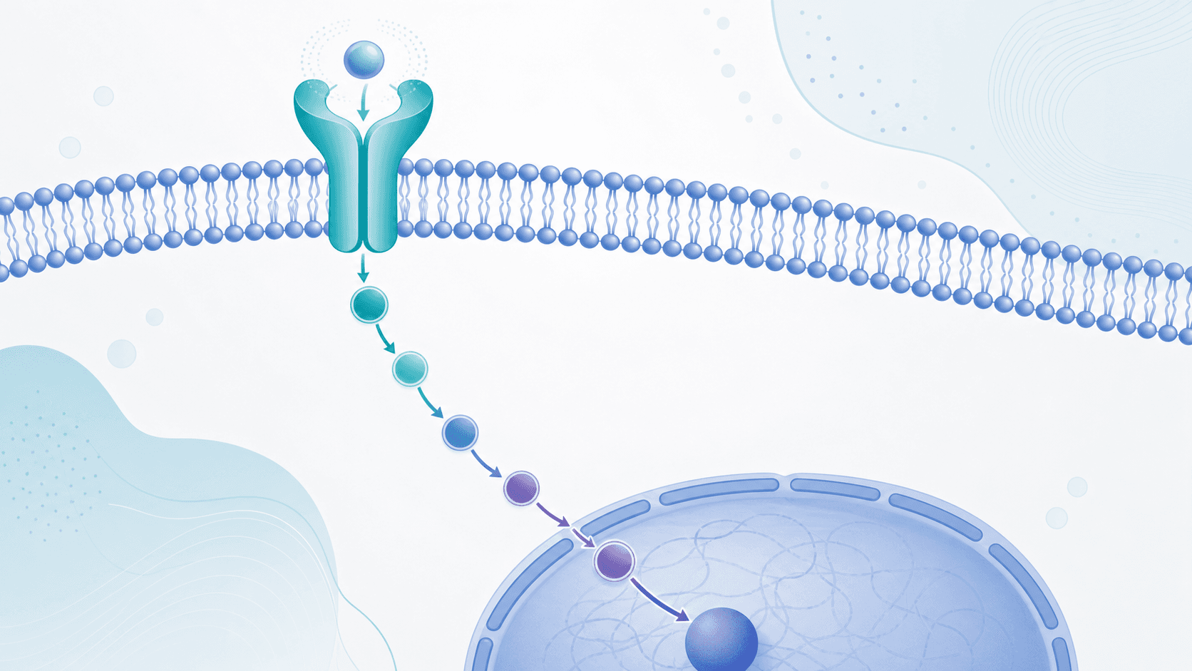 Rezeptor-Signalweg-Diagramm mit KI erstellen: GPCR & RTK (2026) Rezeptor-Signalweg-Diagramm mit KI erstellen: GPCR & RTK (2026)