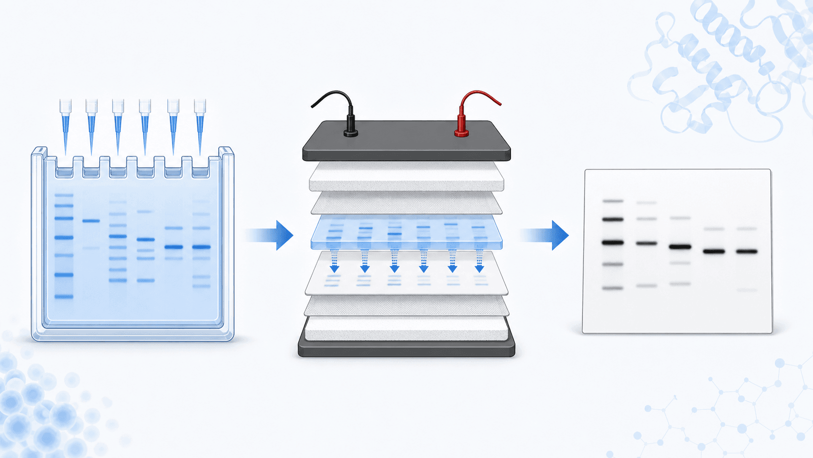 Come creare una figura di western blot con l'AI: guida passo passo (2026) Come creare una figura di western blot con l'AI: guida passo passo (2026)
