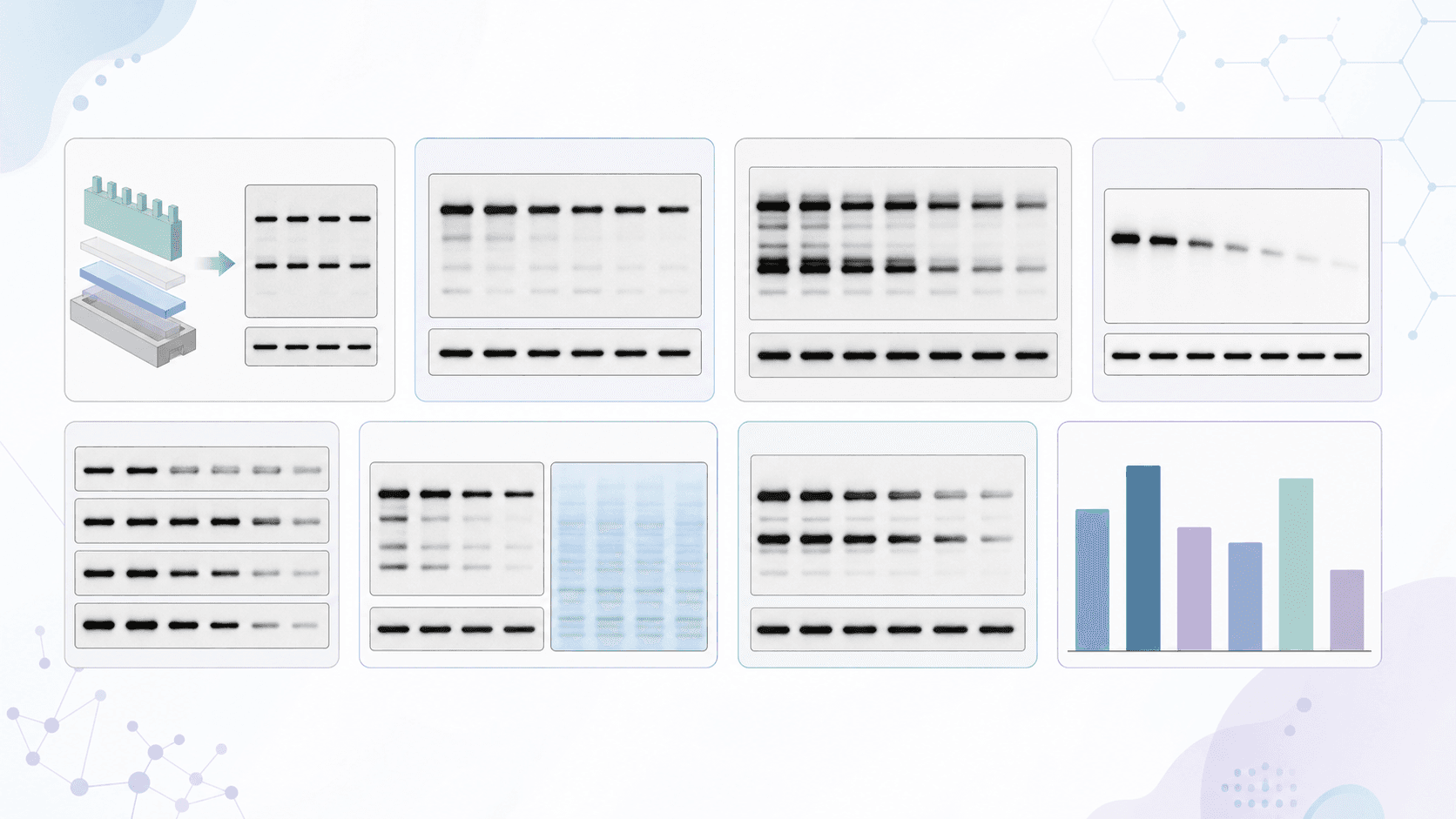 24 prompts de figures de Western blot pour des schémas prêts à publier (2026) 24 prompts de figures de Western blot pour des schémas prêts à publier (2026)