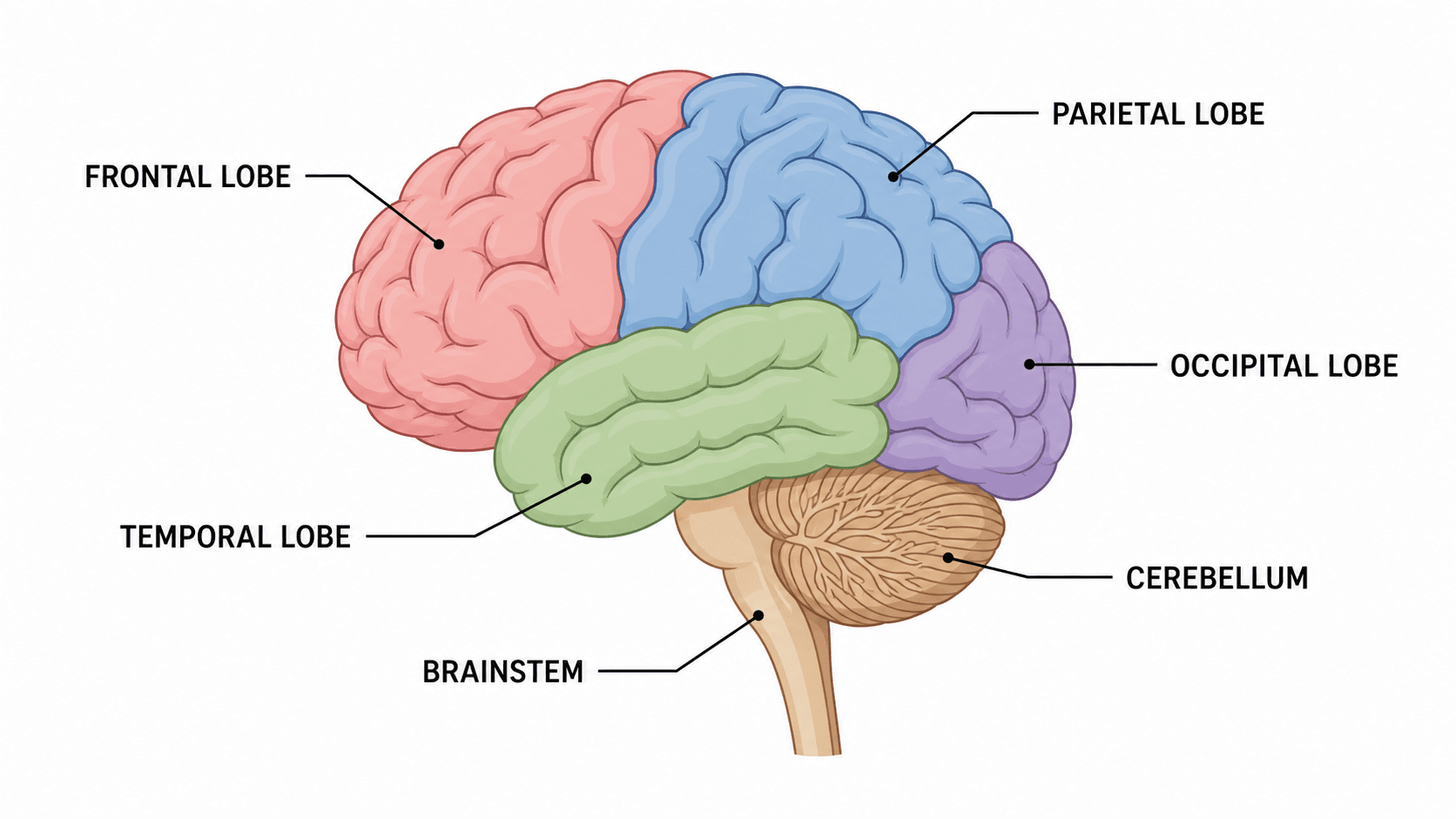 Come etichettare un diagramma del cervello: lobi, strutture e funzioni Come etichettare un diagramma del cervello: lobi, strutture e funzioni