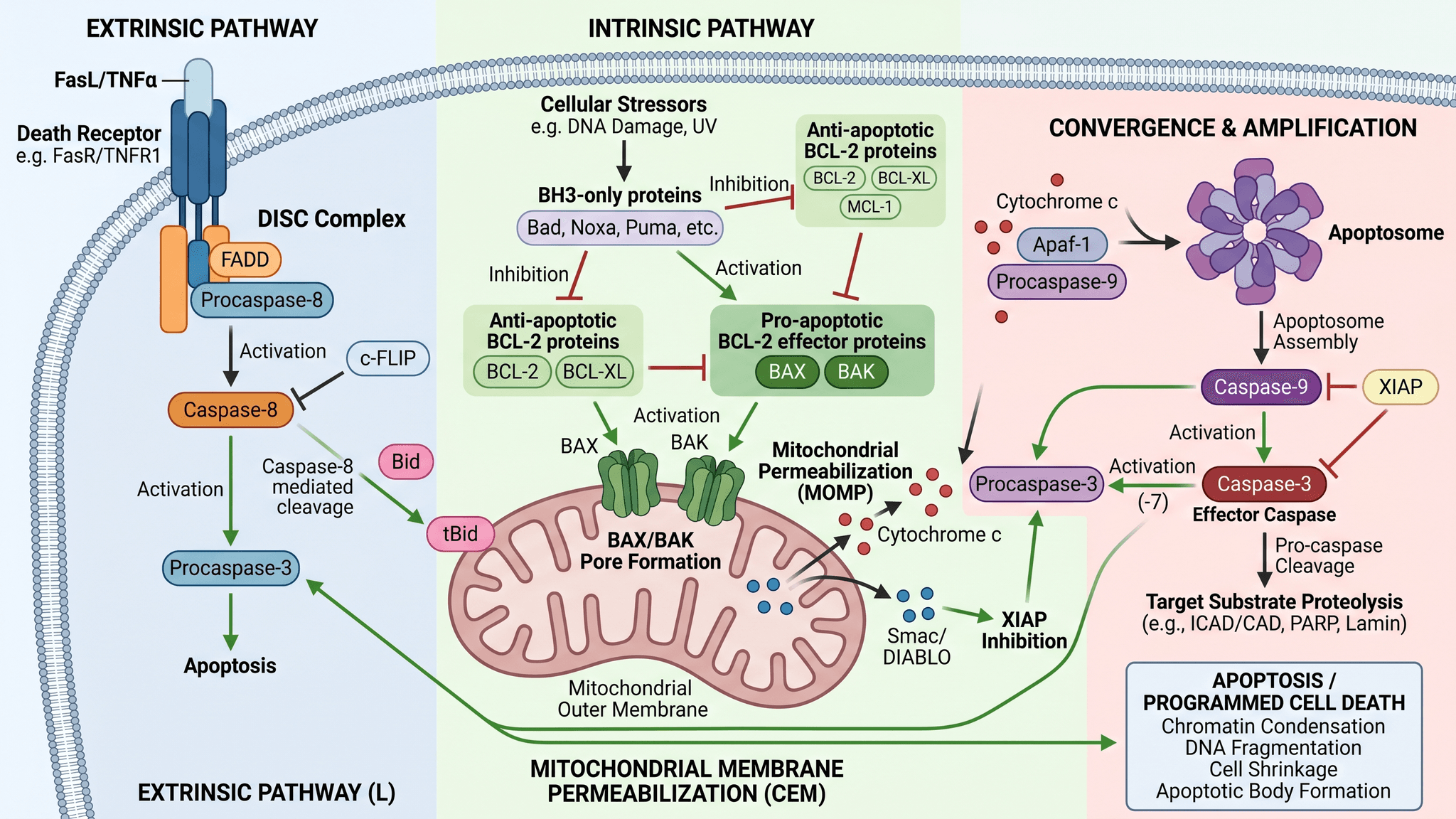 Apoptose-Signalweg als Diagramm mit KI erstellen (Anleitung 2026) Apoptose-Signalweg als Diagramm mit KI erstellen (Anleitung 2026)