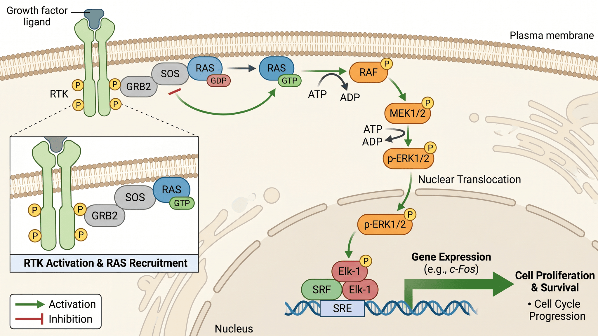 Biological Pathway Diagram Generator