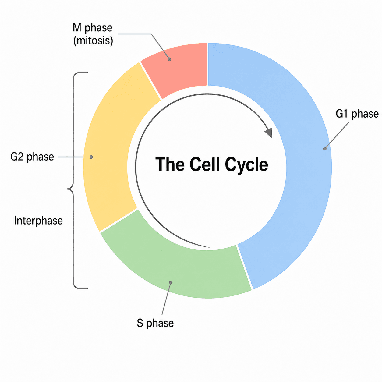 Cell Cycle Diagram Generator — Make labeled cell cycle diagrams with interphase, G1, S, G2, the M phase and checkpoints.