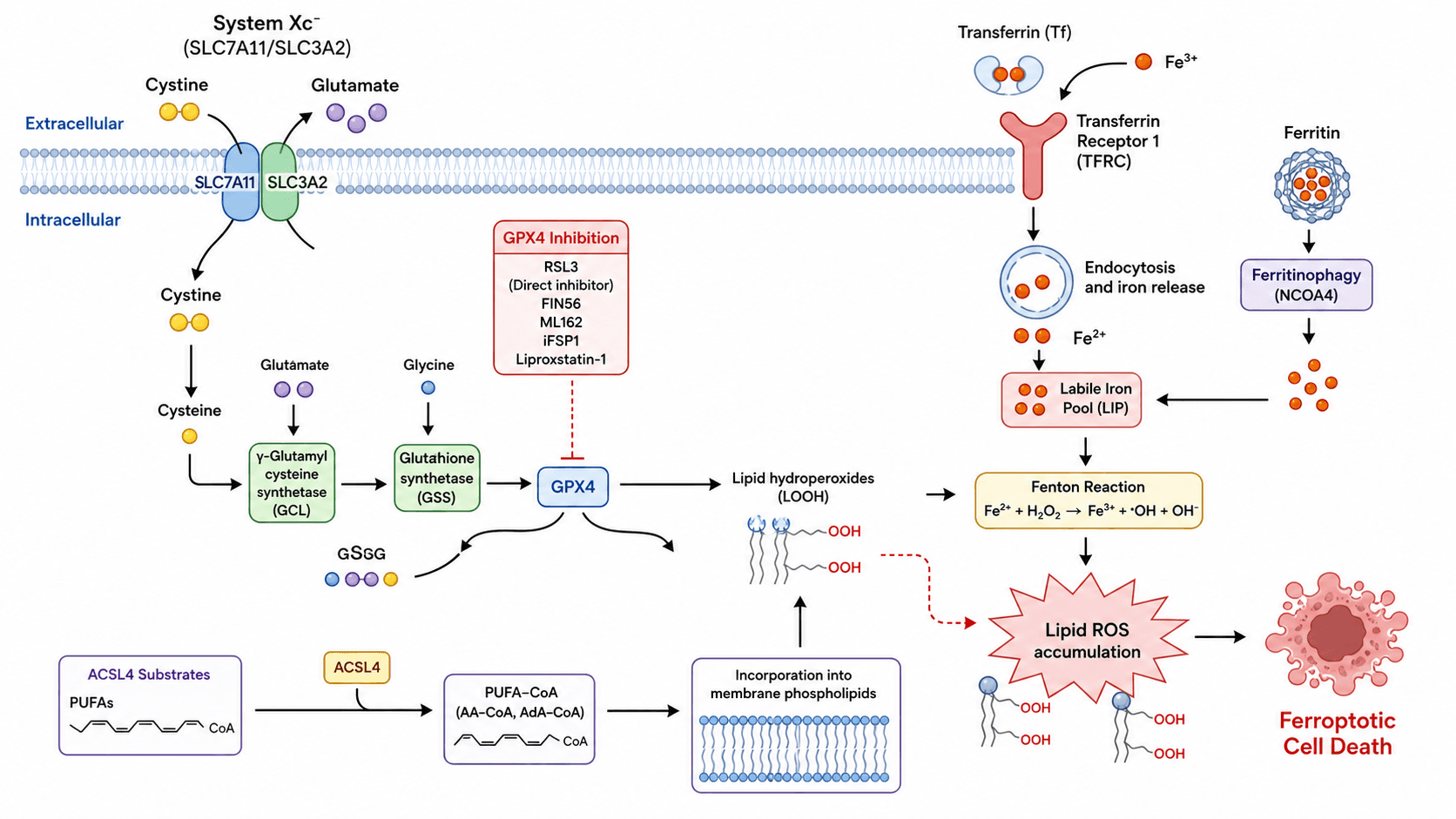 Ferroptosis Pathway Diagram Generator — Create ferroptosis pathway diagram visuals for iron metabolism, System Xc-, glutathione, GPX4, ACSL4, lipid peroxidation, and ferroptotic cell death.