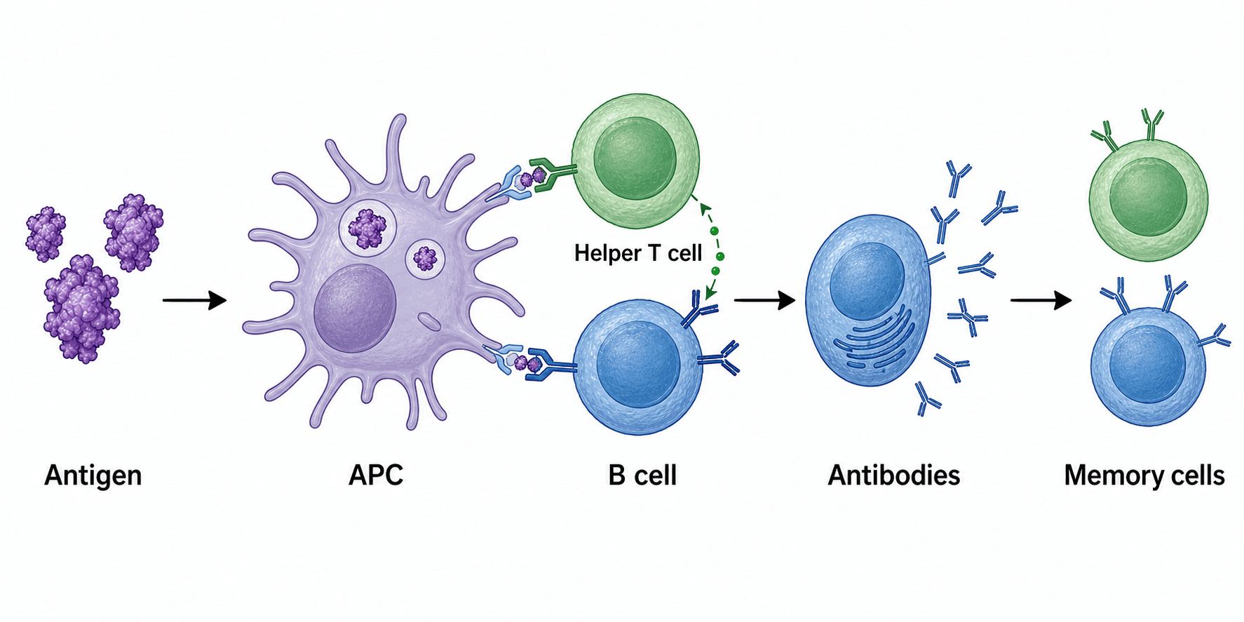 25 prompt per diagrammi di immunologia pronti per la pubblicazione (2026) 25 prompt per diagrammi di immunologia pronti per la pubblicazione (2026)