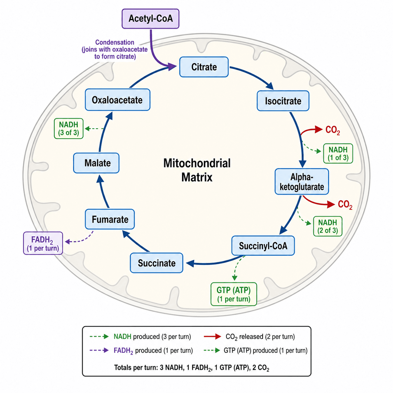 Krebs Cycle Diagram Generator — Draw a labeled citric acid (TCA) cycle with all 8 intermediates.