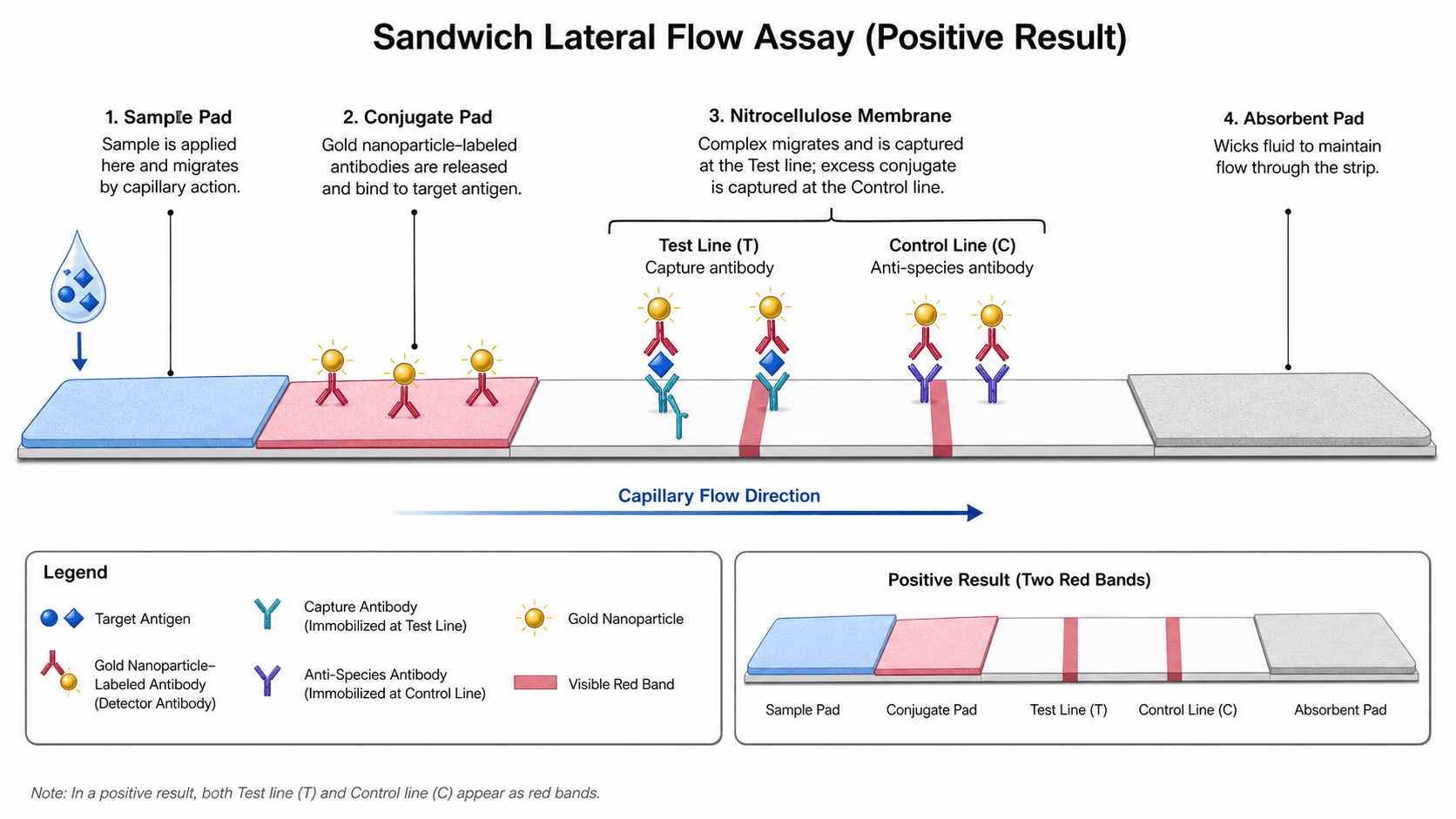 Lateral Flow Assay Diagram Generator — Create lateral flow assay diagram visuals for sample pads, conjugate pads, nitrocellulose membranes, test lines, control lines, and capillary flow.