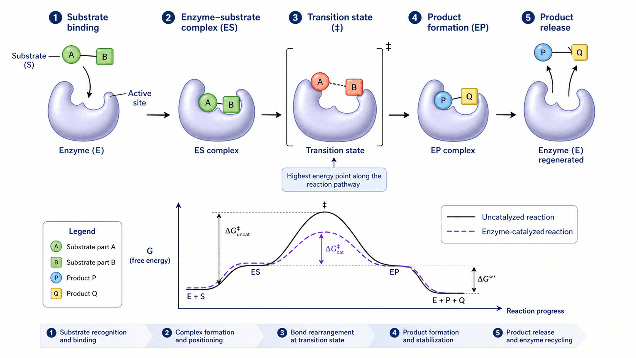 Mechanism Figure Generator — Create signaling pathway and molecular mechanism illustrations