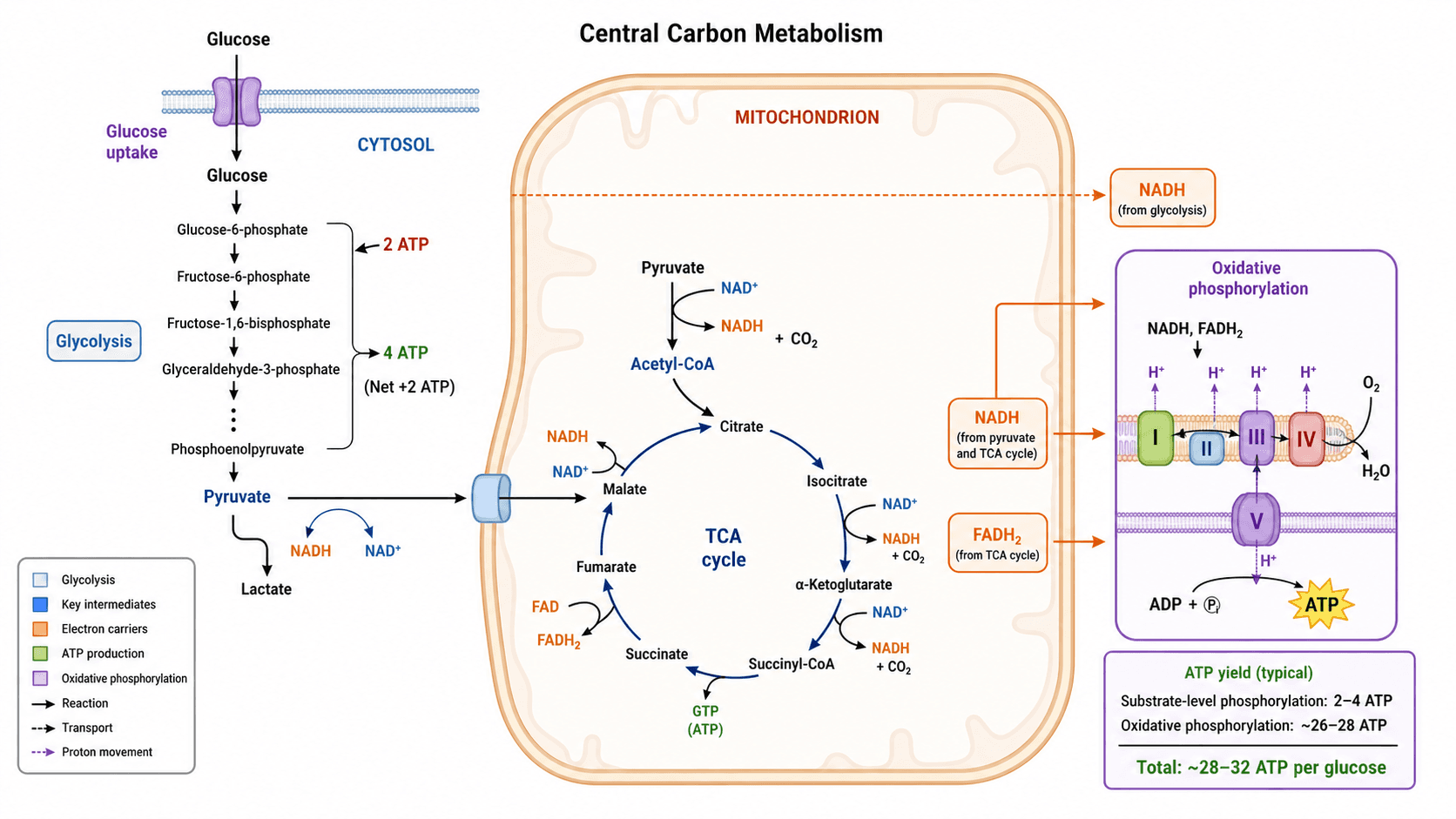 Metabolic Pathway Diagram Generator — Create metabolic pathway diagram visuals for central carbon metabolism, glycolysis, TCA links, flux arrows, compartments, and energy outputs.