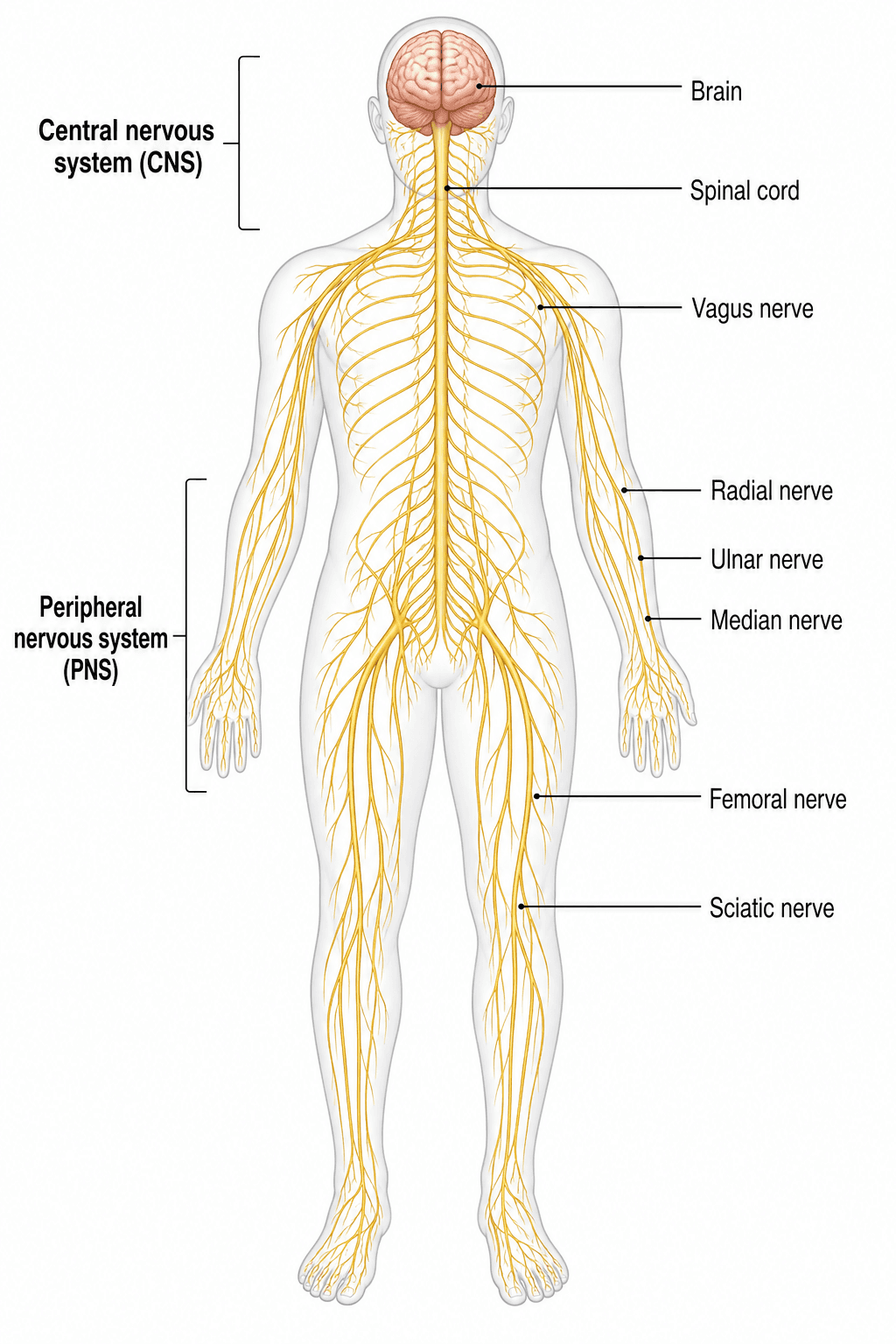 Nervous System Diagram Generator — Draw a labeled human nervous system, central and peripheral divisions, and nerves with AI