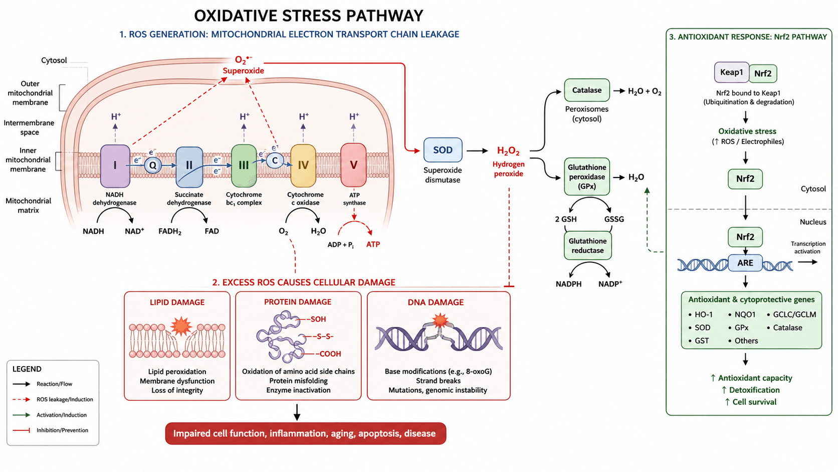 Oxidative Stress Pathway Diagram Generator — Create oxidative stress pathway diagram visuals for ROS sources, mitochondria, antioxidant enzymes, Nrf2 signaling, lipid peroxidation, inflammation, and cell outcomes.