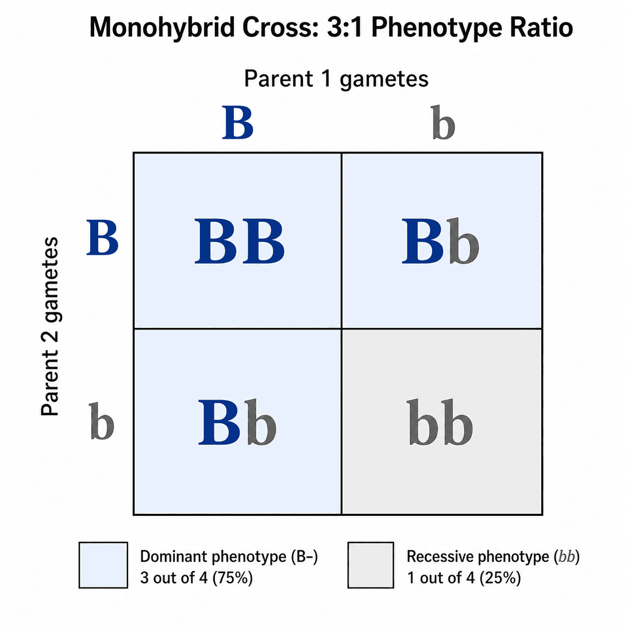 Punnett Square Maker