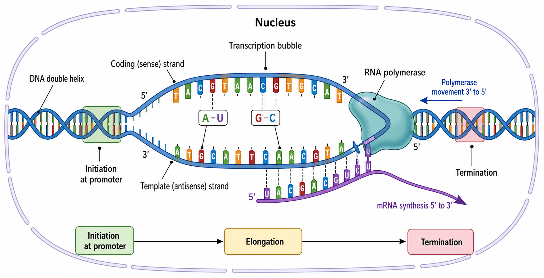 Transcription & Translation Diagram — Generate labeled central dogma, protein synthesis, mRNA, and codon diagrams from text.
