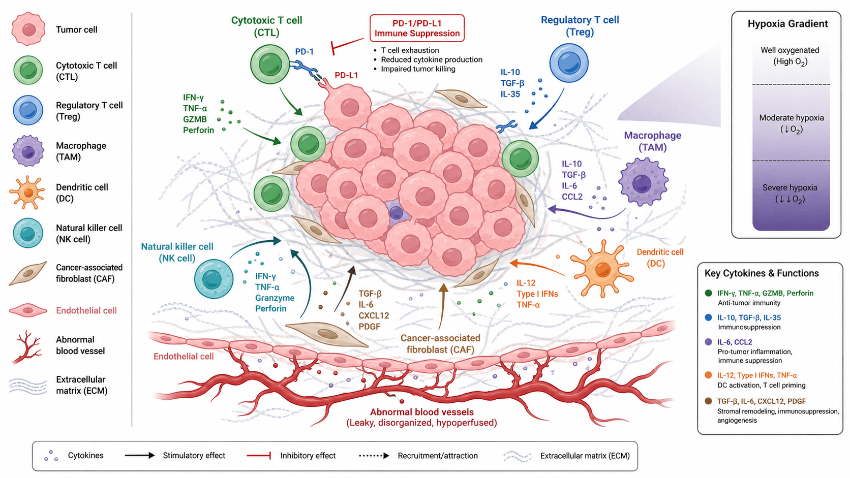 Tumor Microenvironment Diagram Generator — Create tumor microenvironment diagram visuals for tumor cells, immune cells, CAFs, blood vessels, hypoxia, ECM remodeling, and immune checkpoints.