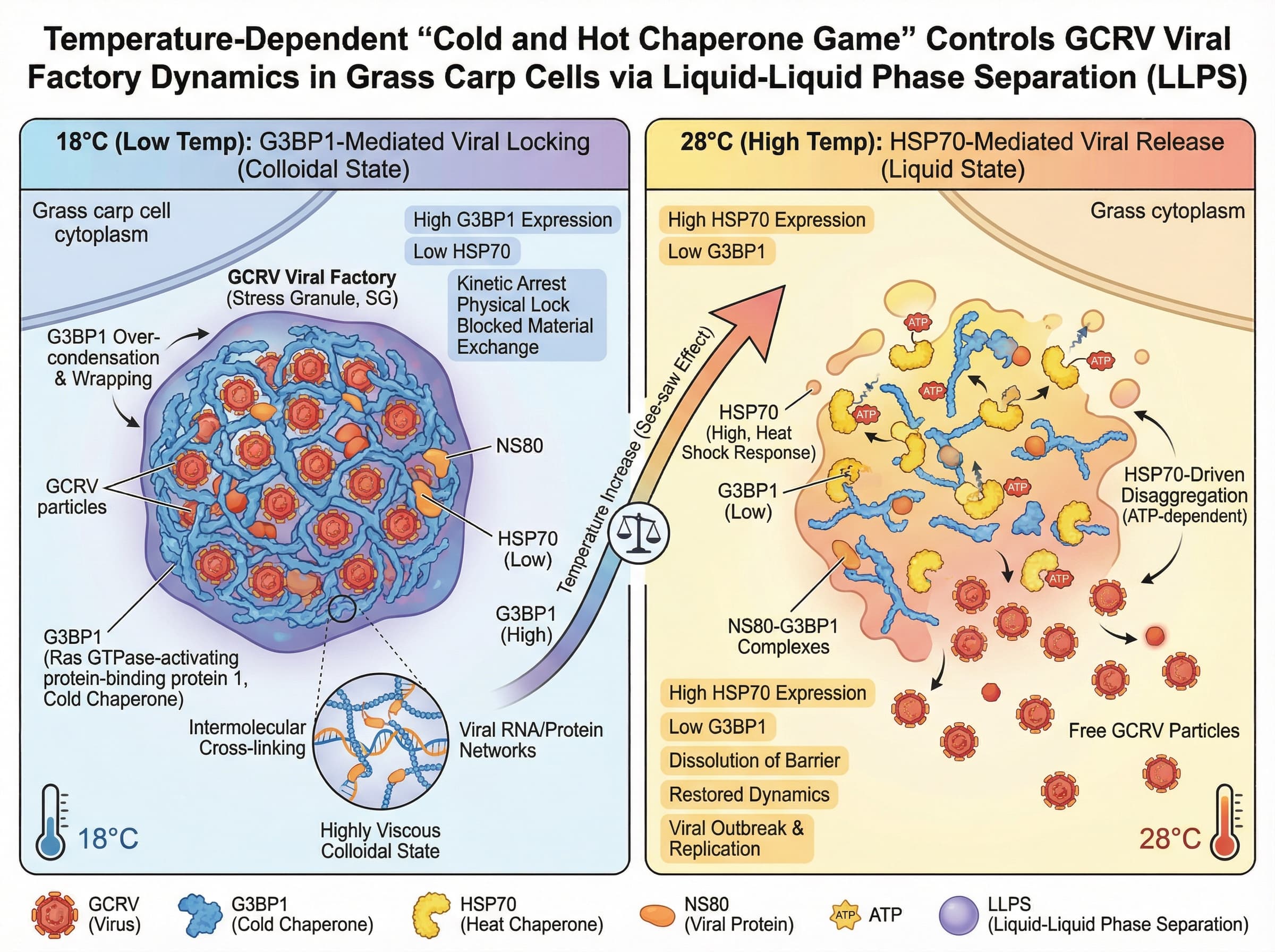 Llps Roles The image depicts the process by which GCRV virus (a reov... | SciDraw ...