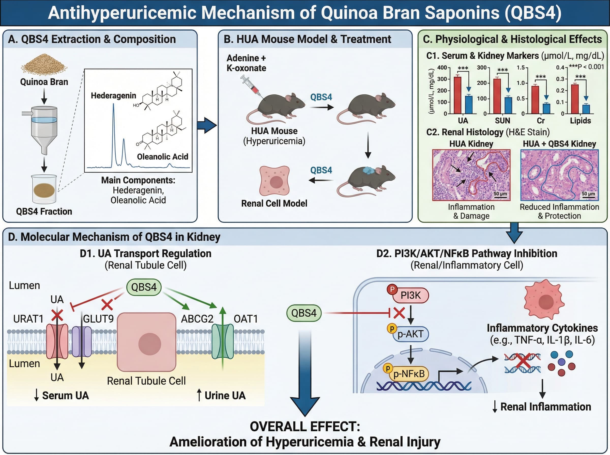 Quinoa Mouse A multi-center clinical study was conducted, with patient... | SciDraw ...