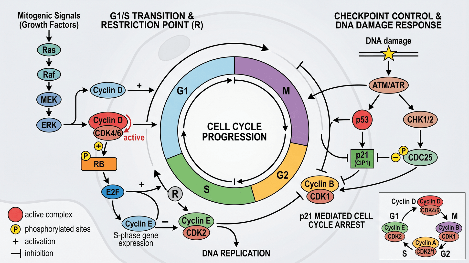 Cell Pathway Map Biological Pathway Diagram Generator | SciDraw AI