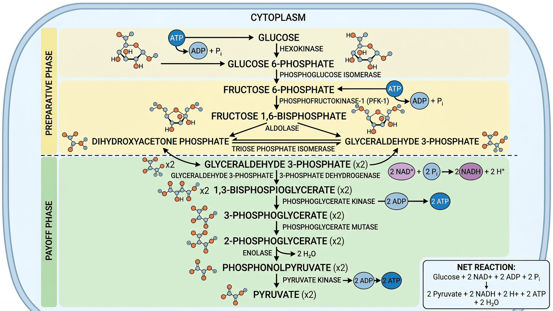 Genetic Pathways Examples Biological Pathway Diagram Generator | SciDraw AI