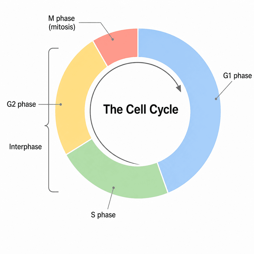 Cell Cycle Graphpad Cell Cycle Diagram Generator | SciDraw AI