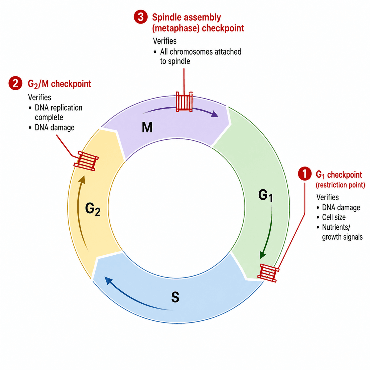 Cell Cycle Graphpad 细胞周期图生成器 | SciDraw AI