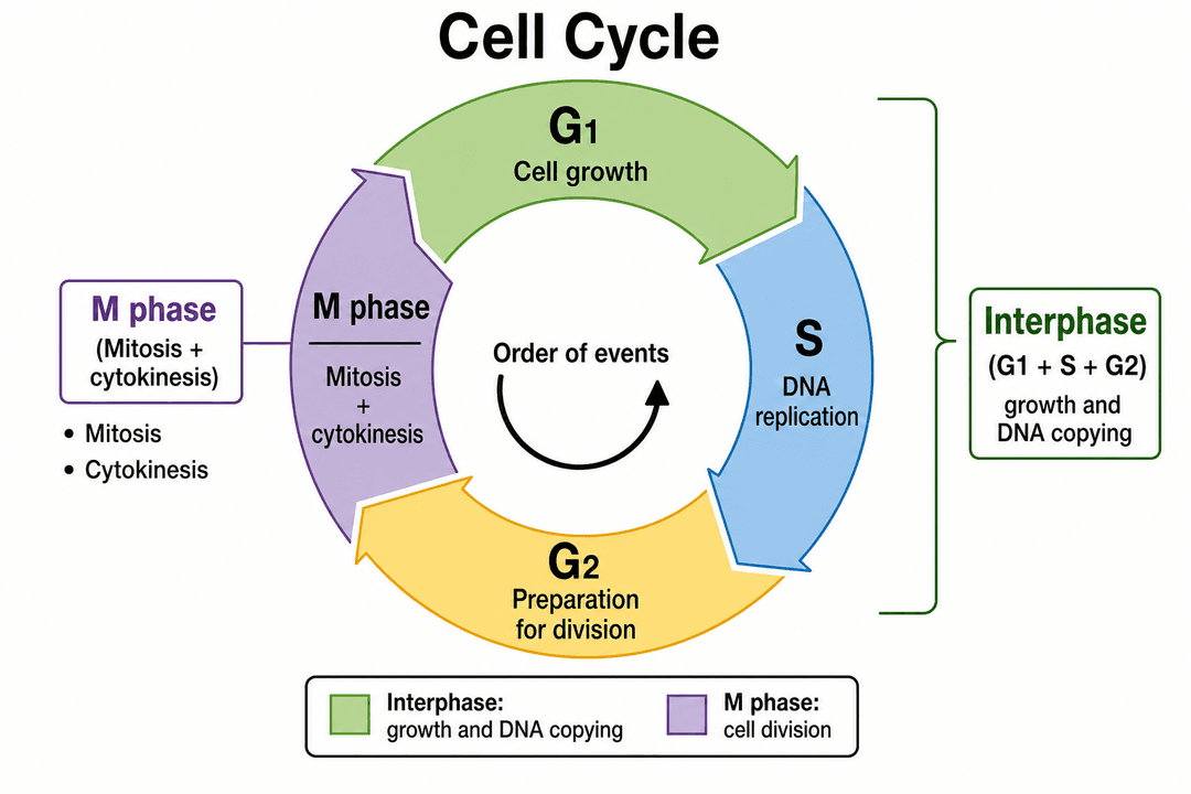 Cell Cycle Graphpad 细胞周期图生成器 | SciDraw AI