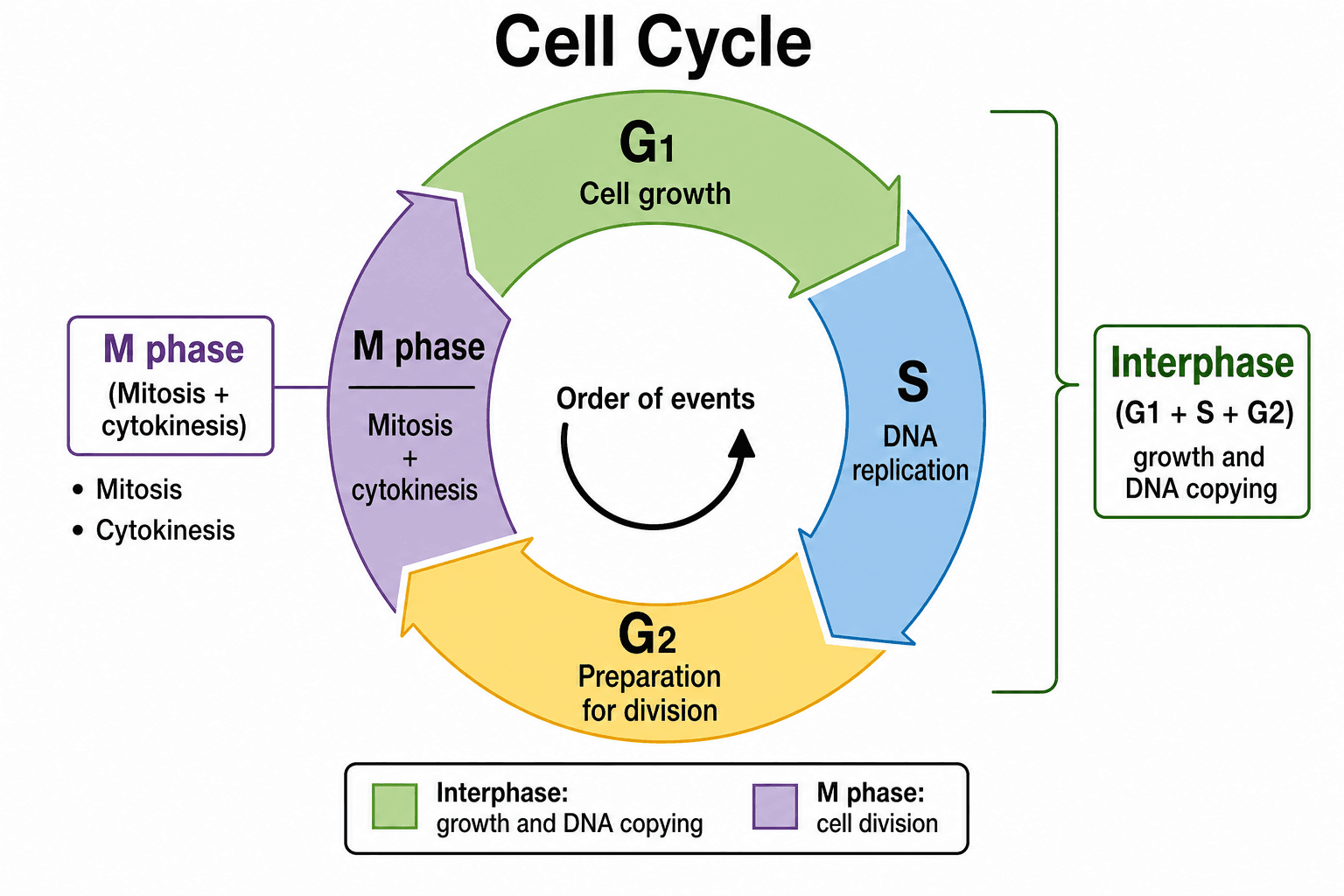 Cell Cycle Flow Graph Cell Cycle Diagram Generator | SciDraw AI