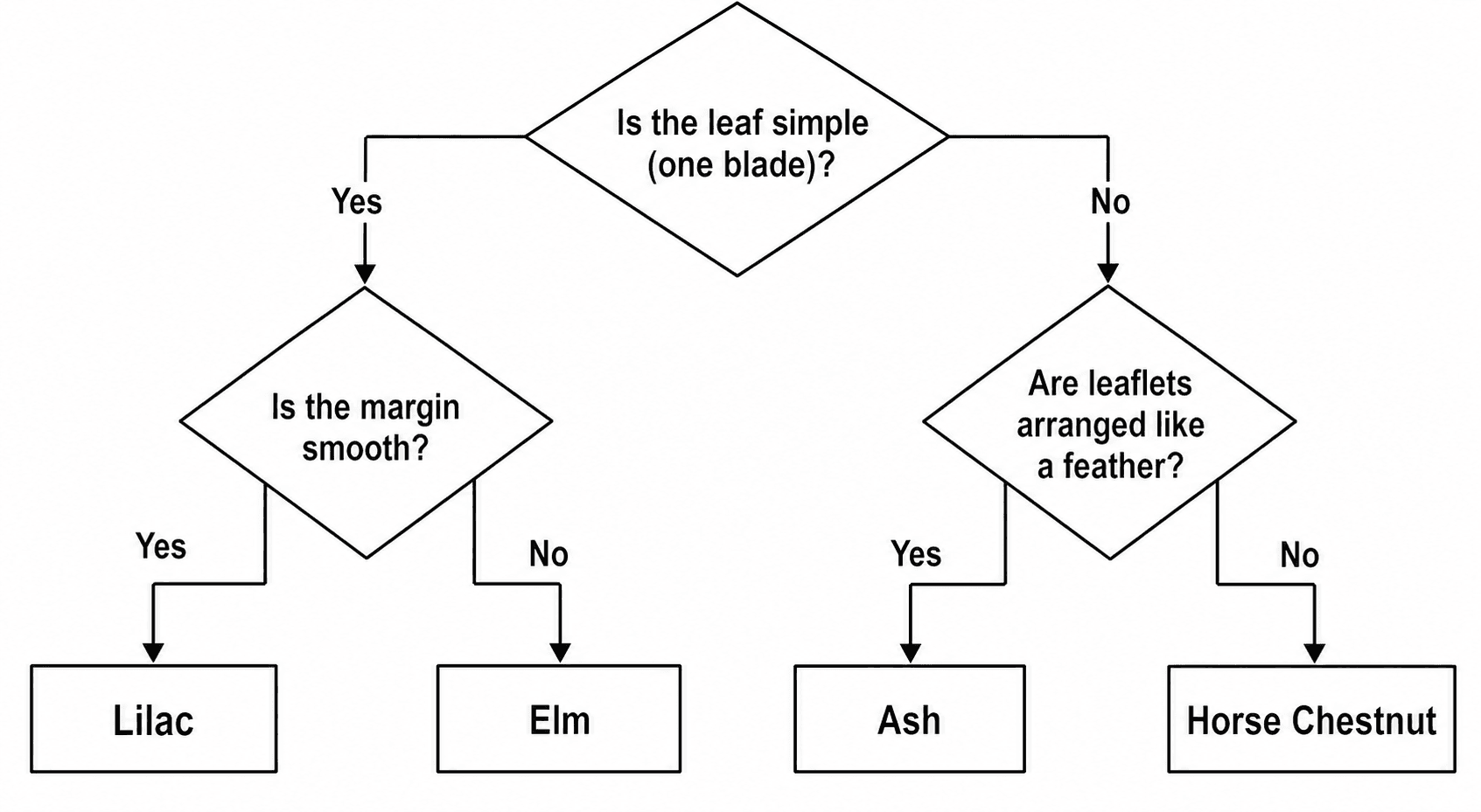 Flowchart Keyu Free Dichotomous Key Maker | SciDraw AI