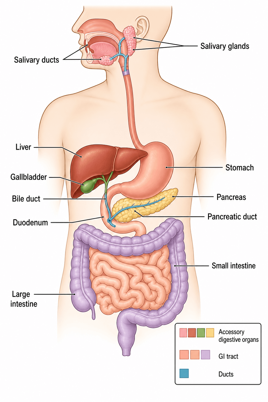 Digestive System Systems Digestive System Diagram Generator | SciDraw AI