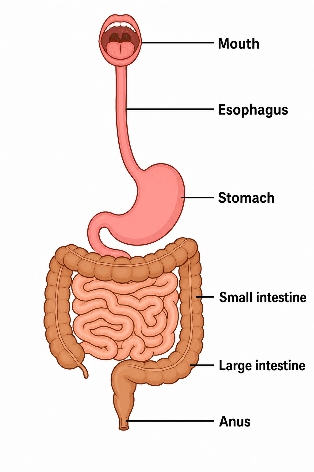 Digestive System Explained Simply Digestive System Diagram Generator | SciDraw AI
