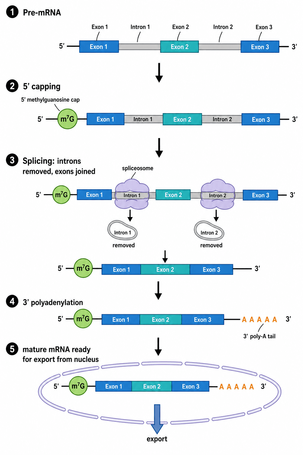 Draw Translation Transcription & Translation Diagram Generator | SciDraw AI