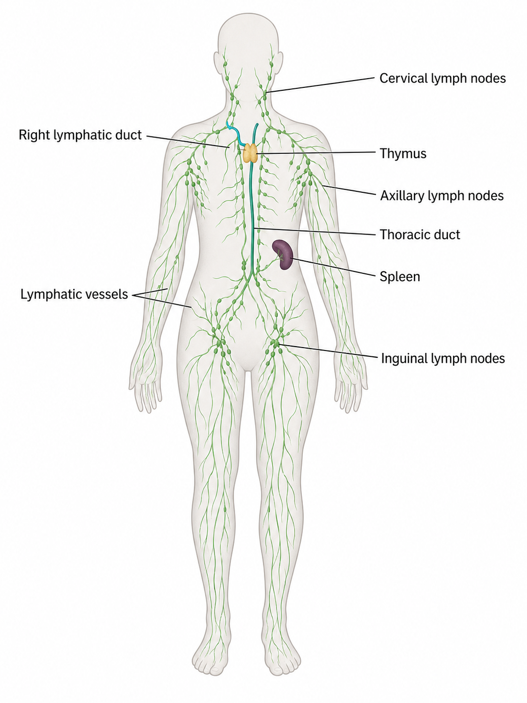 AI Lymphsystem-Diagramm-Generator